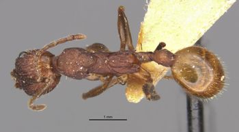 Media type: image;   Entomology 20603 Aspect: habitus dorsal view